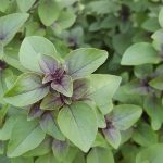 Названо растение, способное защитить мозг от старения